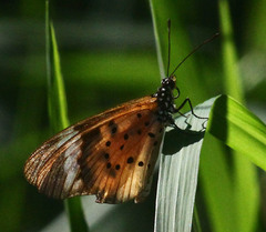 Acraea encedon