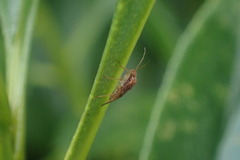 Chinamiris aurantiacus