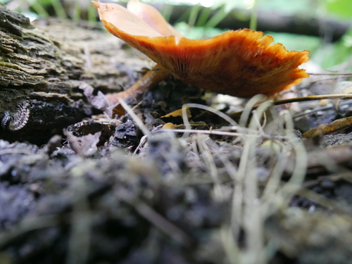 Gymnopilus (Photo 3 of 5)
