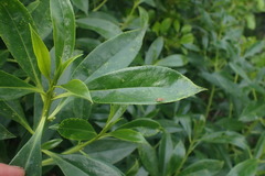 Chinamiris aurantiacus