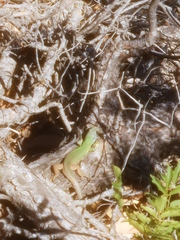 Lacerta viridis