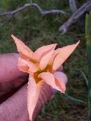 Moraea flaccida