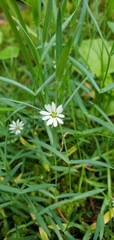 Stellaria longipes
