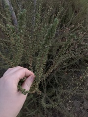 Adenostoma fasciculatum