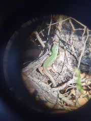Lacerta viridis