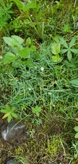 Stellaria longipes