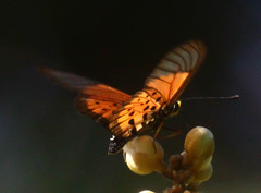 Acraea