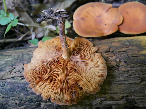 Gymnopilus (Photo 4 of 5)
