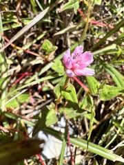 Persicaria runcinata