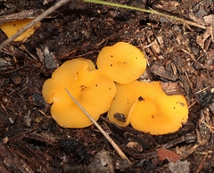 Phaeohelotium baileyanum