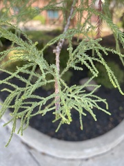 Juniperus chinensis