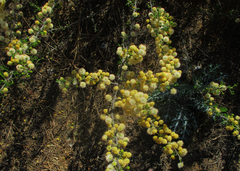 Vachellia hebeclada
