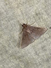 Renia discoloralis