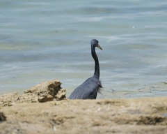 Egretta sacra