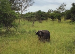 Syncerus caffer caffer