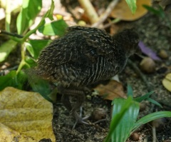 Gallirallus philippensis