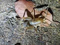 Ceuthophilus hesperus