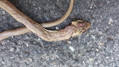 Zamenis longissimus