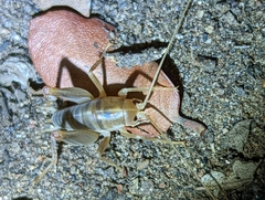 Ceuthophilus hesperus