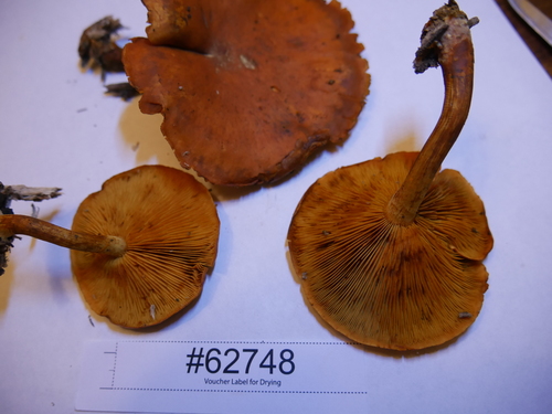 Gymnopilus (Photo 5 of 5)