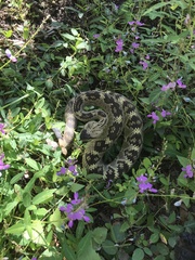 Crotalus molossus molossus