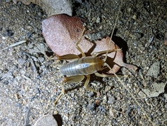 Ceuthophilus hesperus