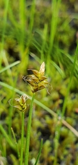 Carex tenuiflora