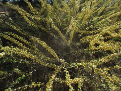 Vachellia hebeclada