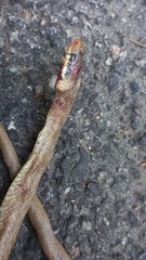 Zamenis longissimus