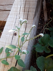 Heliotropium europaeum