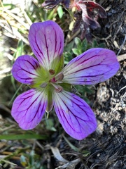 Geranium hayatanum