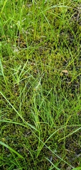 Carex tenuiflora