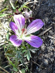 Geranium hayatanum