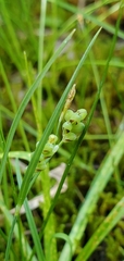 Carex aurea