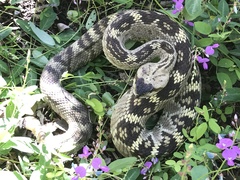 Crotalus molossus molossus