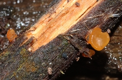 Heterotextus miltinus