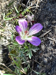 Geranium hayatanum