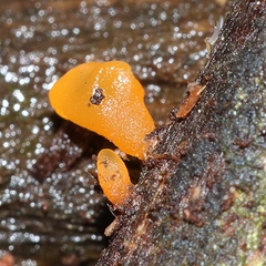 Heterotextus miltinus