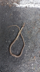 Zamenis longissimus