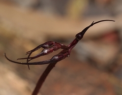 Acianthus caudatus