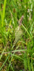 Carex kelloggii