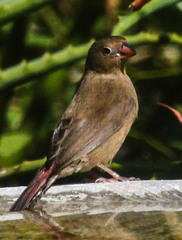 Lagonosticta senegala