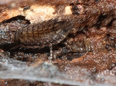 Holoverticata