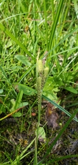 Carex kelloggii