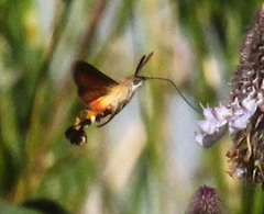 Macroglossum trochilus