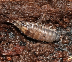 Holoverticata
