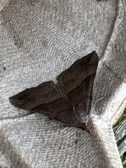 Hypena proboscidalis