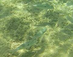 Mulloidichthys flavolineatus