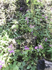 Crotalus molossus molossus