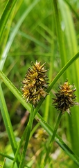 Carex illota